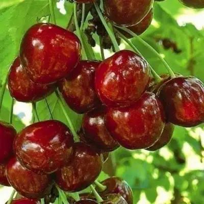 Черешня БУРЛАТ в Колодищи