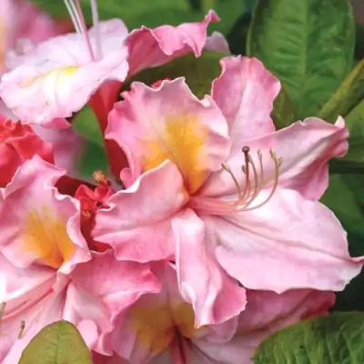 Азалия СЕССИЛЬ листопадная в Колодищи