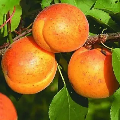 Абрикос СПАДЧЫНА в Колодищи