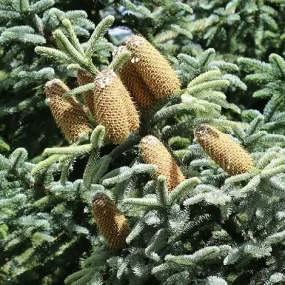 Пихта благородная в Колодищи