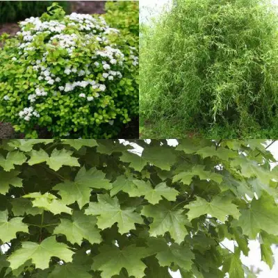 Комплект ЗЕЛЕНЫЙ ОАЗИС в Колодищи