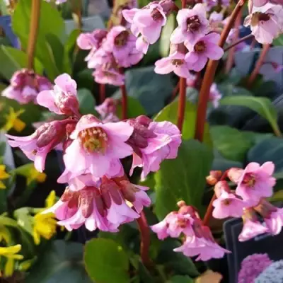 Бадан БЭБИ ДОЛЛ в Колодищи