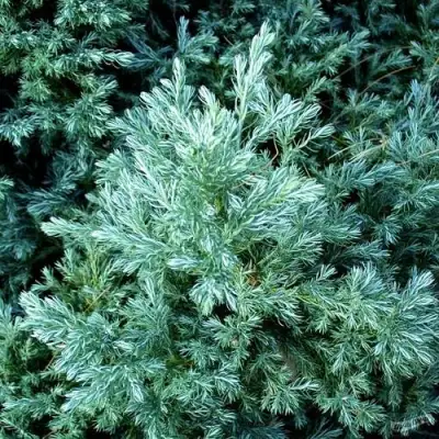 Кипарисовик БУЛЕВАРД горохоплодный в Колодищи