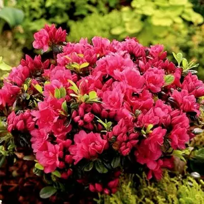 Азалия КАНЗОНЕТТА японская в Колодищи