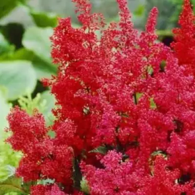 Астильба ЭТНА Арендса в Колодищи