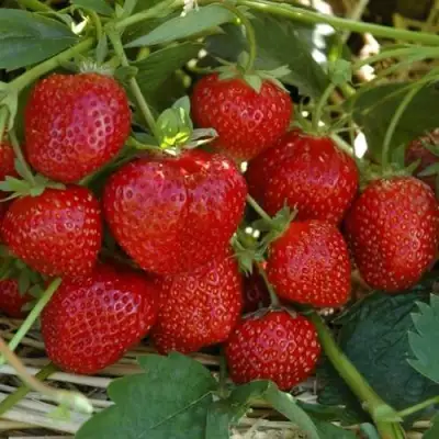 Клубника ЗЕНГА-ЗЕНГАНА в Колодищи