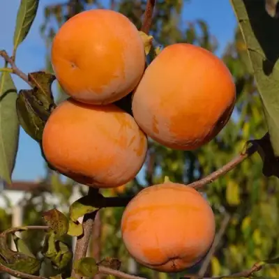 Хурма РОССИЯНКА в Колодищи