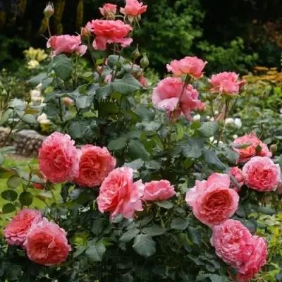 Роза ЛОРАН КАБРОЛЬ шраб в Колодищи