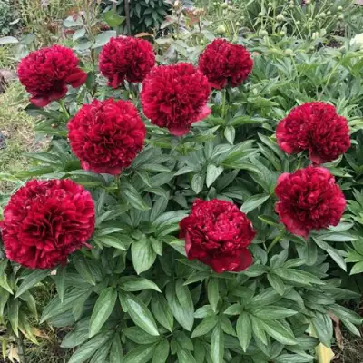 Пион ГАЛАКТИКА травянистый в Колодищи