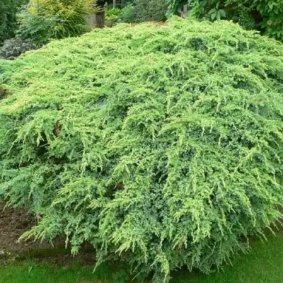 Можжевельник ХОЛГЕР чешуйчатый в Колодищи