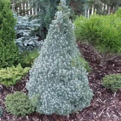 Ель САНДЕРС БЛЮ канадская в Колодищи