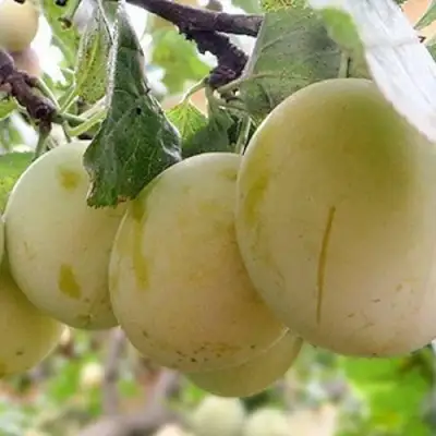 Слива УТРО в Колодищи