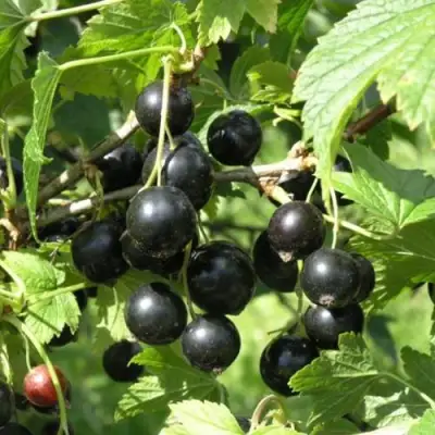 Смородина чёрная ПАМЯТЬ ВАВИЛОВА в Колодищи