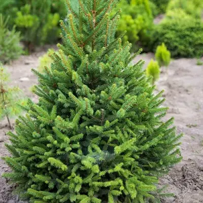 Ель КОМПАКТА обыкновенная в Колодищи