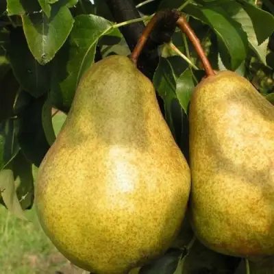 Груша СИЛЬВА в Колодищи