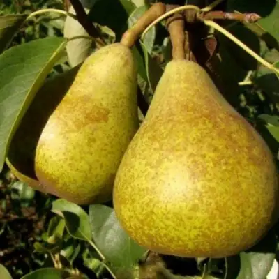 Груша ГЕНЕРАЛ ЛЕКЛЕРК в Колодищи