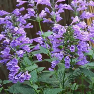 Котовник БЛЮ ДРИМС полусидячий в Колодищи