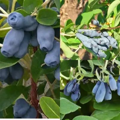 Комплект СЕВЕРНЫЕ ВИТАМИНЫ в Колодищи