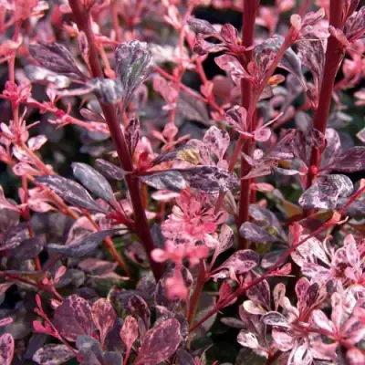 Барбарис АРЛЕКИН тунберга в Колодищи