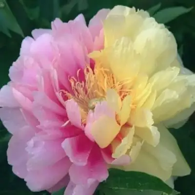 саженцы пиона