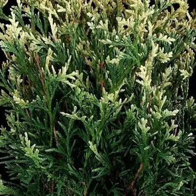 Туя ГОЛД ПЕРЛ западная в Колодищи