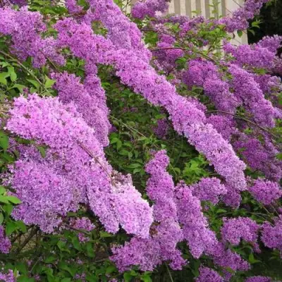 Сирень КИТАЙСКАЯ в Колодищи