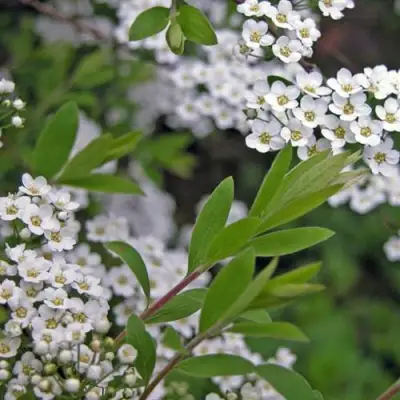 Спирея АРГУТА в Колодищи