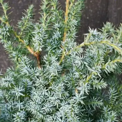 Можжевельник БЛЮ АЛЬПС китайский  в Колодищи