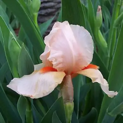 Ирис ПАТИ ДРЕСС бородатый в Колодищи