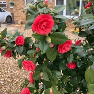 Камелия ЛЕДИ КЭМПБЕЛЛ в Колодищи