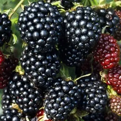 Ежевика ЭВЕРГРИН бесшипная  в Колодищи