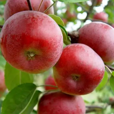 Яблоня ПОСПЕХ в Колодищи