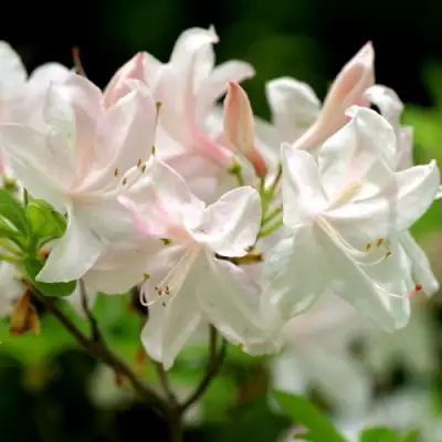 Азалия УАЙТ ЛАЙТС листопадная в Колодищи