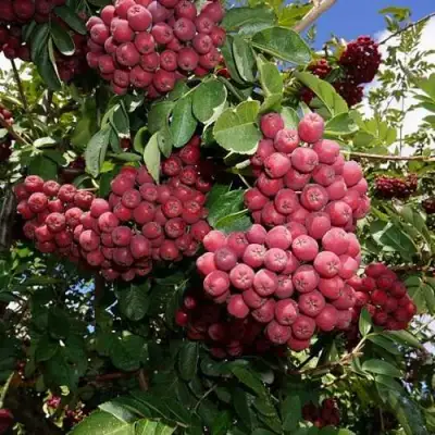 Рябина ТИТАН сладкоплодная  в Колодищи