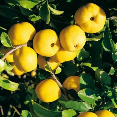 Айва ЦЕЗАРЬ в Колодищи