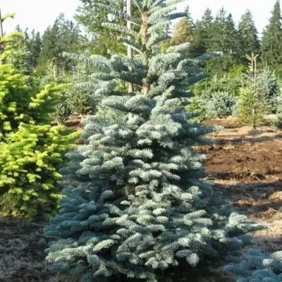 Пихта благородная в Колодищи