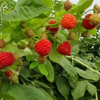 Малина КВЕЛЛИ в Колодищи