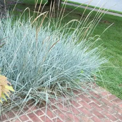 Элимус БЛЮ ДЮН песчаный в Колодищи