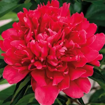 Пион ГЕНЕРАЛ МАК-МАГОН травянистый в Колодищи