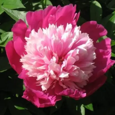 Пион КАПЛЯ РОСЫ травянистый в Колодищи