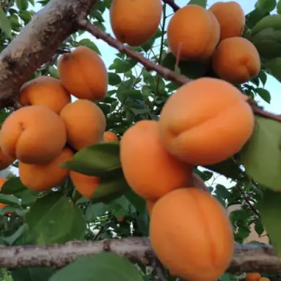 Абрикос ГОЛД РИЧ в Колодищи