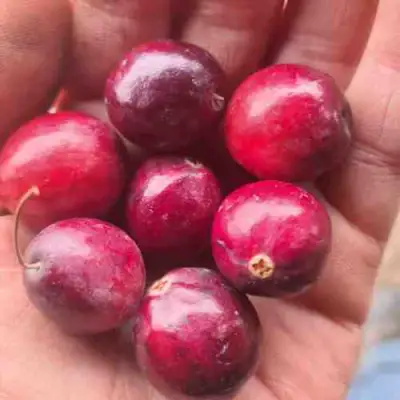 Клюква БАИН 6 в Колодищи