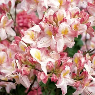 Азалия САТОМИ японская в Колодищи