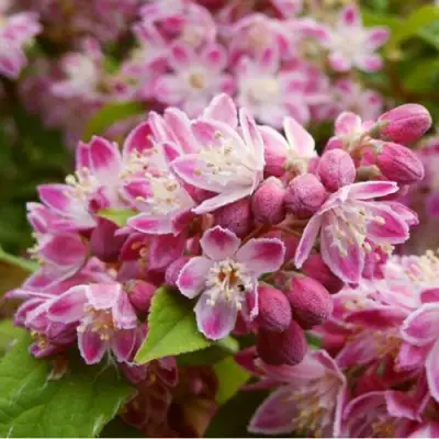 Дейция СТРОБЕРРИ ФИЛДС  в Колодищи