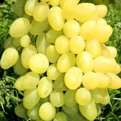 Виноград ЗАРНИЦА в Колодищи