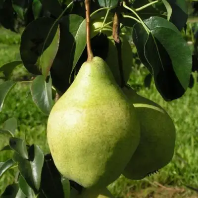 груша Минская