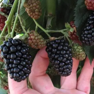 Ежевика НЕБЕСА МОГУТ ПОДОЖДАТЬ бесшипная  в Колодищи