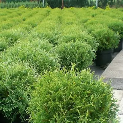 Туя ТИНИ ТИМ западная в Колодищи