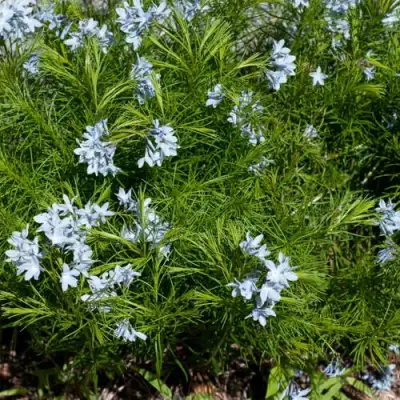 Амсония РЕСНИТЧАТАЯ в Колодищи