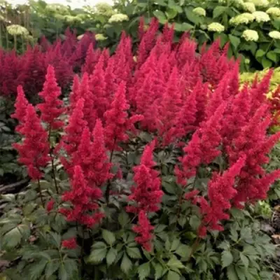 Астильба ФАНАЛ в Колодищи